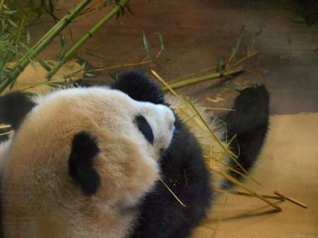 Vídeň rychlolodí a ZOO Schönbrunn